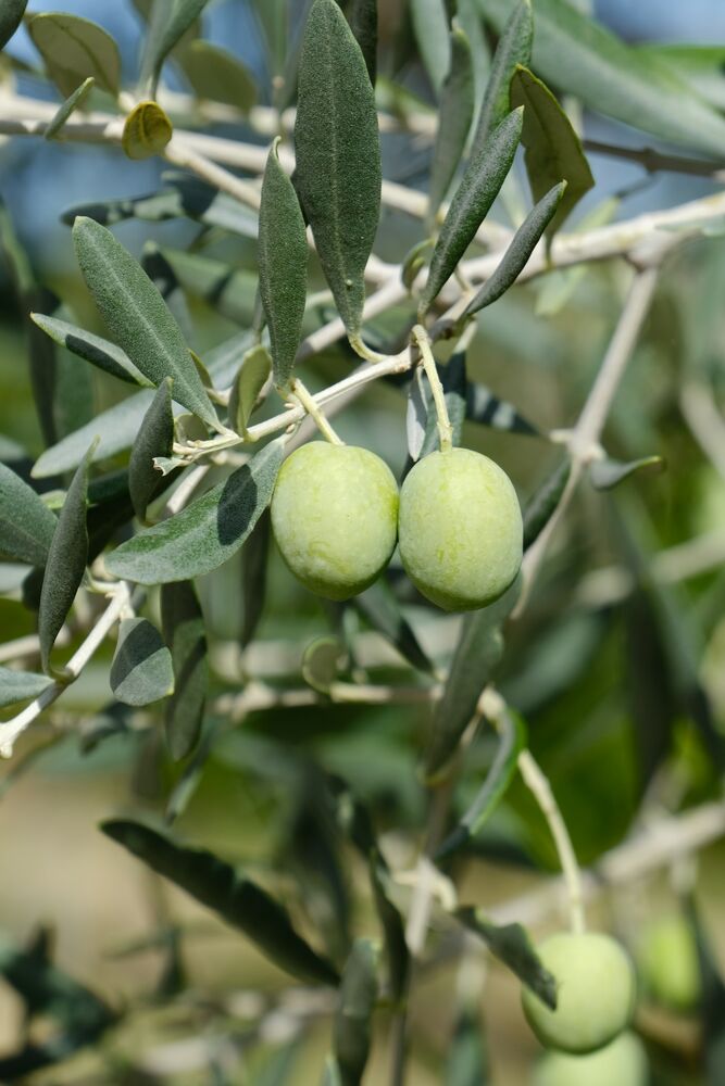 ثمار زيتون على الغصن